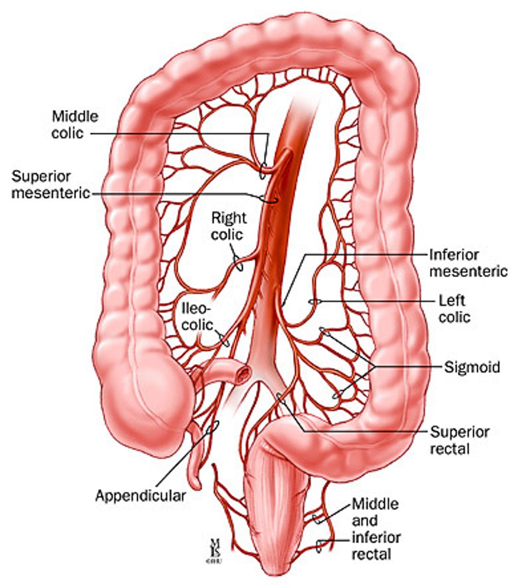 <p>superior and inferior mesenteric arteries</p>