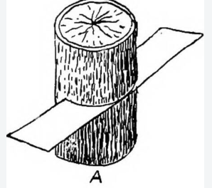 <p>a cross-sectional view made by cutting an object across its length, so that the cut surface is perpendicular to the long axis</p>