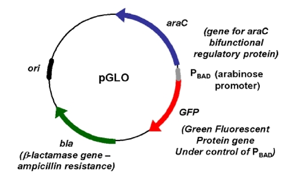 <p><strong>A recombinant pGLO plasmid.</strong></p><p>It contains several genes and DNA sequences that enable replication of the plasmid DNA and differentiate and re pGLO transformed bacteria.</p>