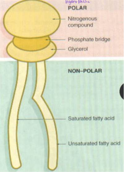 <p>hydrophillic heads of phospholipids </p>