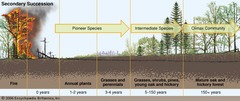 <p>area of land previously colonised is cleared (eg deforestation)</p>