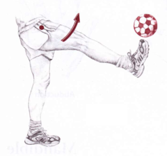 <p>Hip flexion</p>