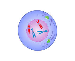 <p><span style="font-family: "Source Sans Pro", sans-serif;">DNA condenses into chromosomes in nucleus </span></p>