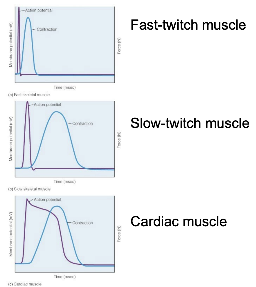 <ul><li><p>Not all skeletal muscle is the same - latent period between AP and Contraction can vary</p><ul><li><p><strong>Fast Twitch / FG</strong> (Type 2)- contraction right after AP</p><ul><li><p>Faster depolarization</p></li><li><p>Shorter latent period</p></li><li><p>Shorter contraction</p></li></ul></li><li><p><strong>Slow Twitch / SO</strong> (Type 1)- contraction a little after AP</p><ul><li><p>Slower depolarization</p></li><li><p>Longer latent period</p></li><li><p>Longer contraction</p></li></ul></li></ul></li><li><p>Muscles can have combinations of slow/fast twitch fibers with some predominating</p></li><li><p>Smallest force out of the 3 Twitch types</p></li></ul><p></p>