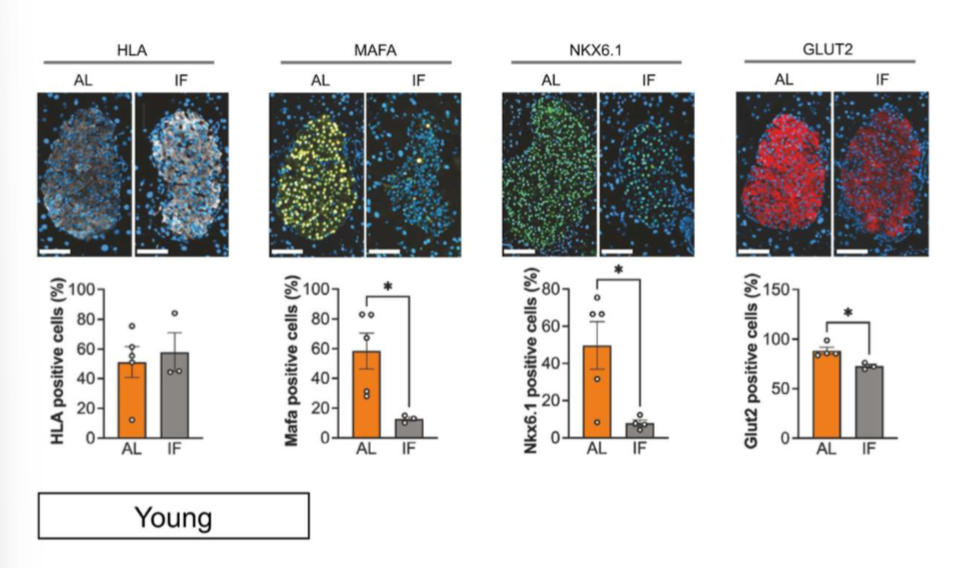 <p>the authors measured if transcriptional changes translated into pt levels by histoimmunofluorescence (ABs tagged w fluorescent dyes). </p>