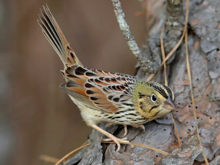 <p>henslow’s sparrow</p><p>rich brown on back w/ dark teardrop shapes<br>ochre head <br>dark striping on crown <br>bright white eyering</p>