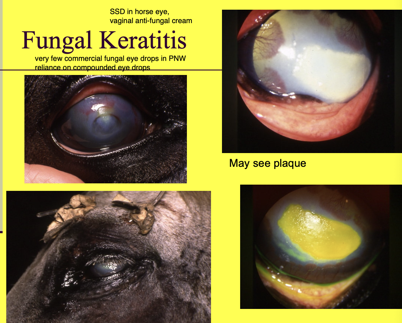<p>fungal plaques</p>