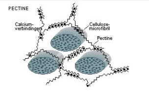 <p>Matrixpolysaccharide in de primaire plantencelwand, opgebouwd uit galacturonzuur en andere suikers. Heeft veel negatieve ladingen en grote affiniteit voor Ca²⁺. Neemt veel water op (geleiachtige toestand). Pectinemoleculen vormen netwerken via calciumbruggen. Vormt de lijmlaag tussen celwanden van naburige cellen. Lost op in warm water — verklaart waarom aardappelen gaar worden bij koken.</p>