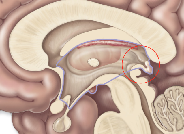 <p>forms part of the roof of the third ventricle</p>