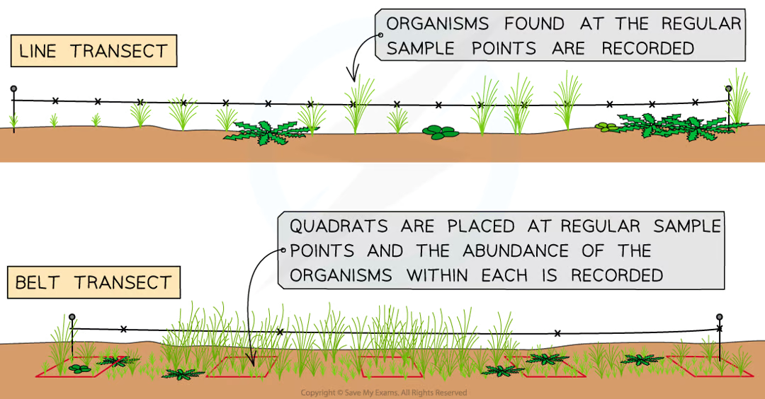 <ul><li><p>lay out measuring tape in straight line across the sample area</p></li><li><p>at equal distances along the tape record the identity of the organisms that touch the line. e.g. every 2m</p></li><li><p>produces qualitative data</p></li></ul><p></p>