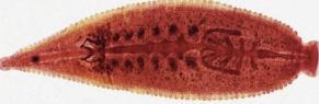 <p>What phylum and class and/or subclass does this belong to?</p>