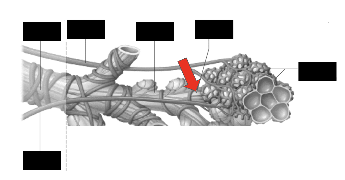 <p>Identify the highlighted structure</p>