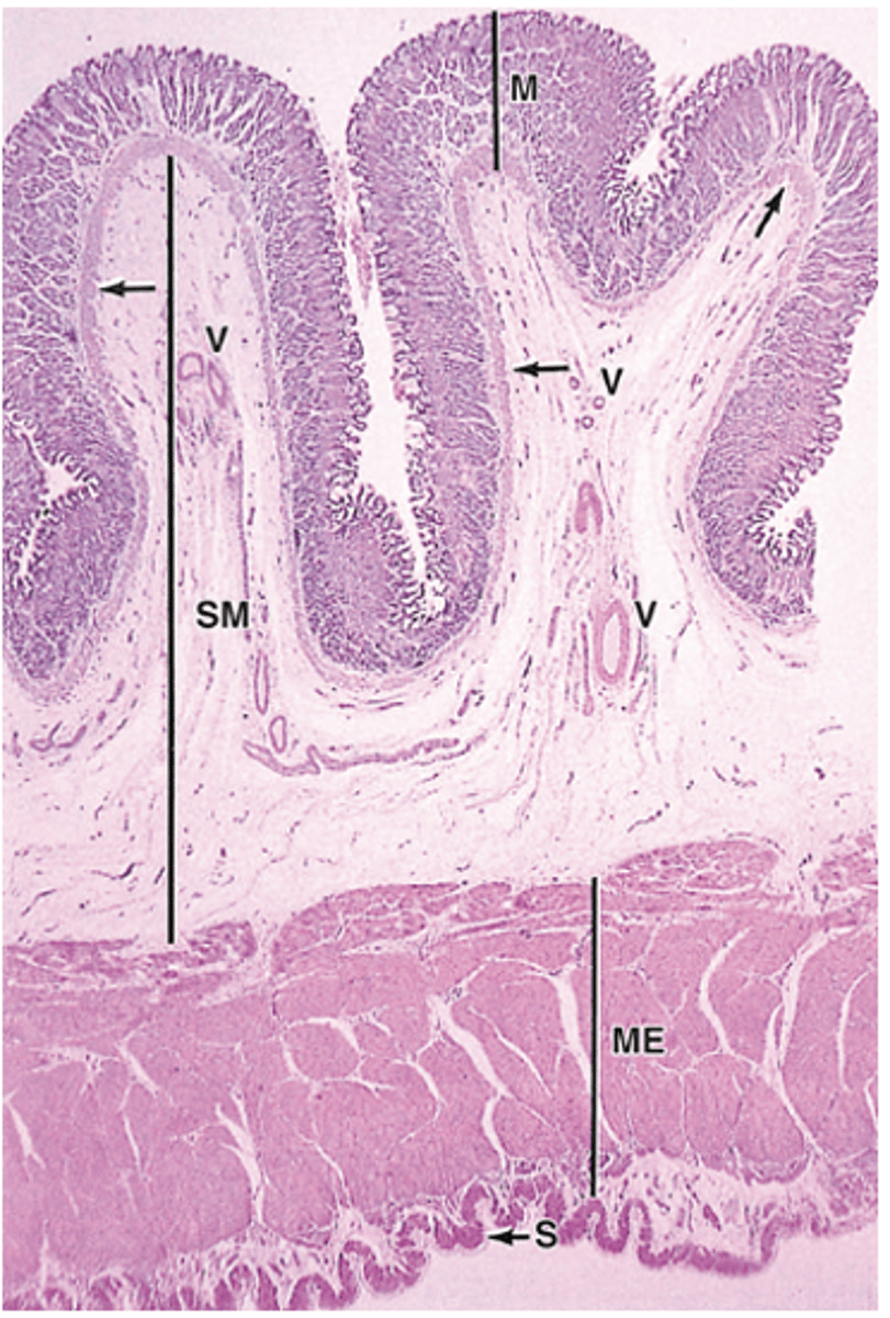<p>What are gastric rugae, and when are they present?</p>