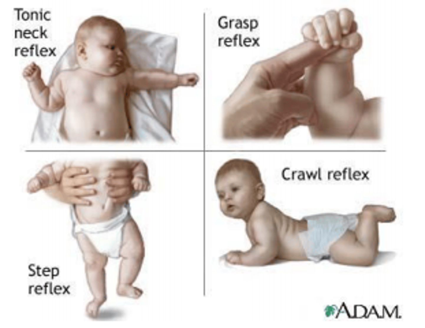 <p>- <strong>Automatic</strong>,<strong> innate response</strong></p><p>- Human infants have an estimated <strong>27 major reflexes</strong></p>
