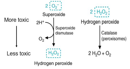 <p>an anti-oxidant enzyme that neutralizes ROS by catalyzing the conversion of the highly reactive superoxide anion into the less reactive hydrogen peroxide</p>