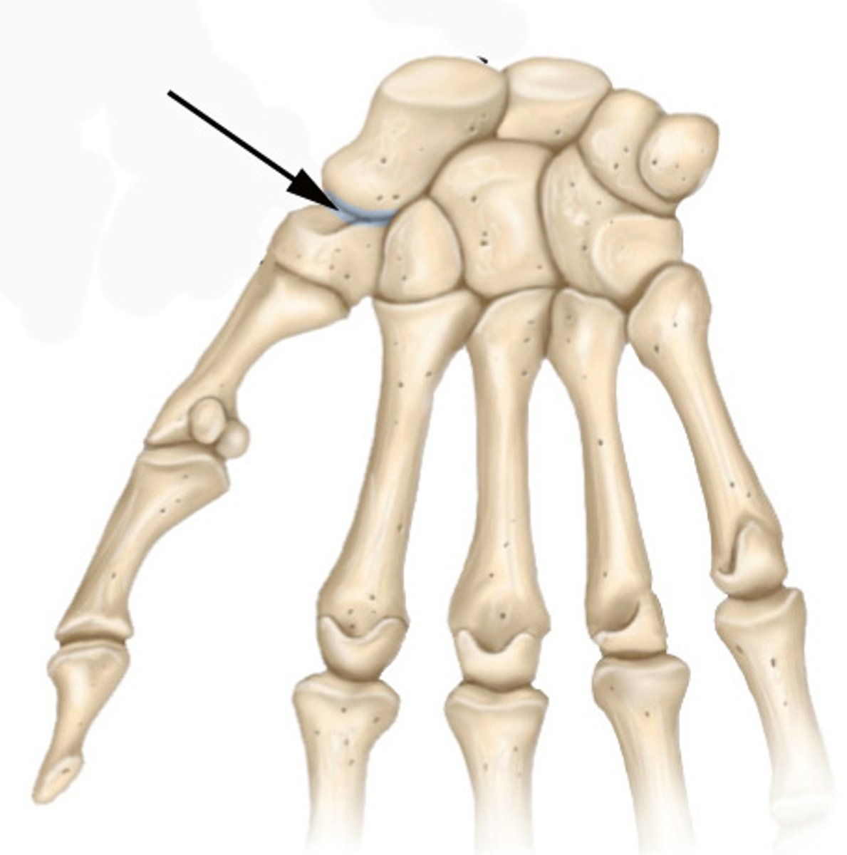 <p>Plane Joint Movements</p>