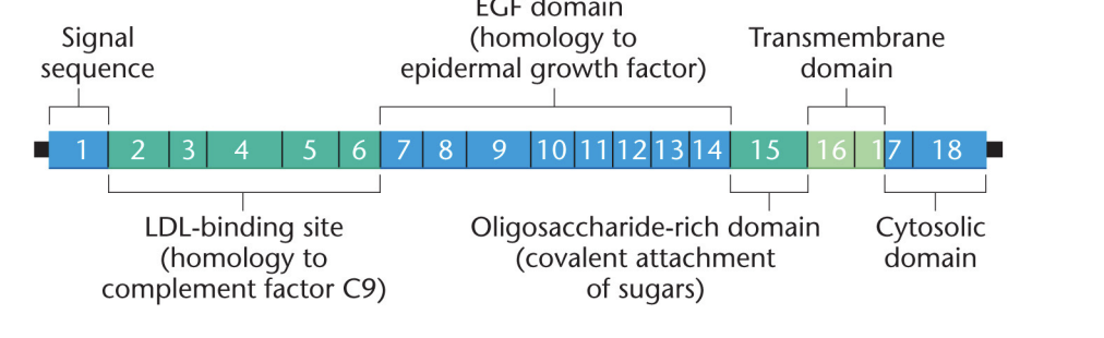 <ul><li><p>Hypothesis concerning genetic origin of protein domains </p></li><li><p>Proposed collection of exons originally present in ancestral genes that were brought together via recombination during evolution – essentially exons may have been reshuffled between genes </p></li><li><p>Proposes this was possible through retrotransposons (jumping genes) or DNA errors in homologous recombination (unequal crossover)</p></li></ul><p></p>