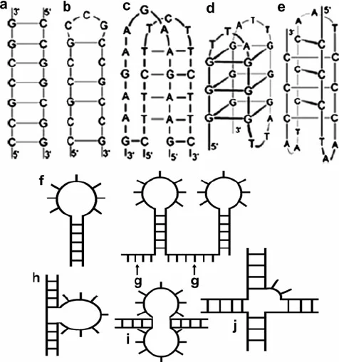 <p>Secondary Structure (Nucleic Acid)</p>