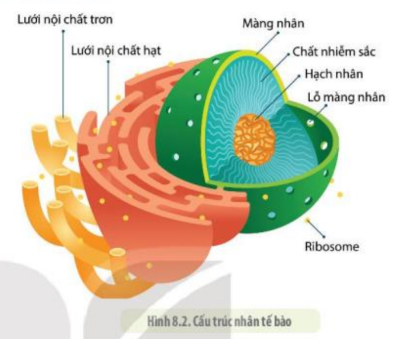 <p>lưới nội chất</p>