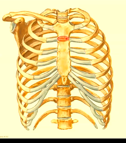 <ul><li><p>secondary cartilaginous (symphysis): hyaline on either side of the joint and a disc in the middle</p></li><li><p>slightly mobile</p></li><li><p>forms the sternal angle (transverse thoracic plane/angle of Louis) at T4-5 intervertebral level </p></li></ul><p></p>