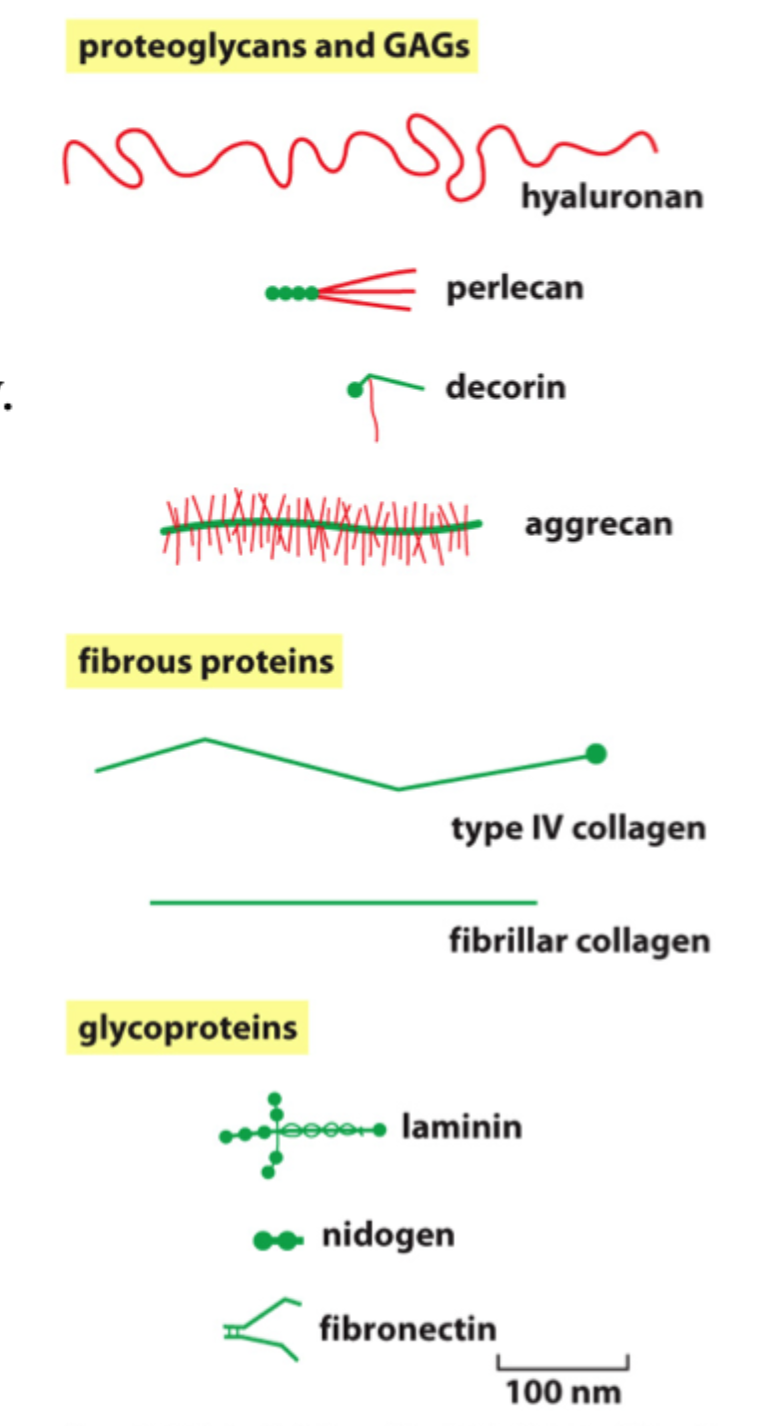 <p><strong>GAGs/proteoglykaner</strong>, <strong>fibrøse proteiner</strong> og <strong>glycoproteiner</strong>.</p>