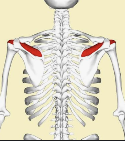 <p>Actions- Initiates arm abduction, stabilizes shoulder joint.</p><p>Functional Groups-</p><p>Synergists- Middle deltoid, infraspinatus, teres minor.</p><p>Antagonists- Latissimus dorsi, pectoralis major, teres major.</p>