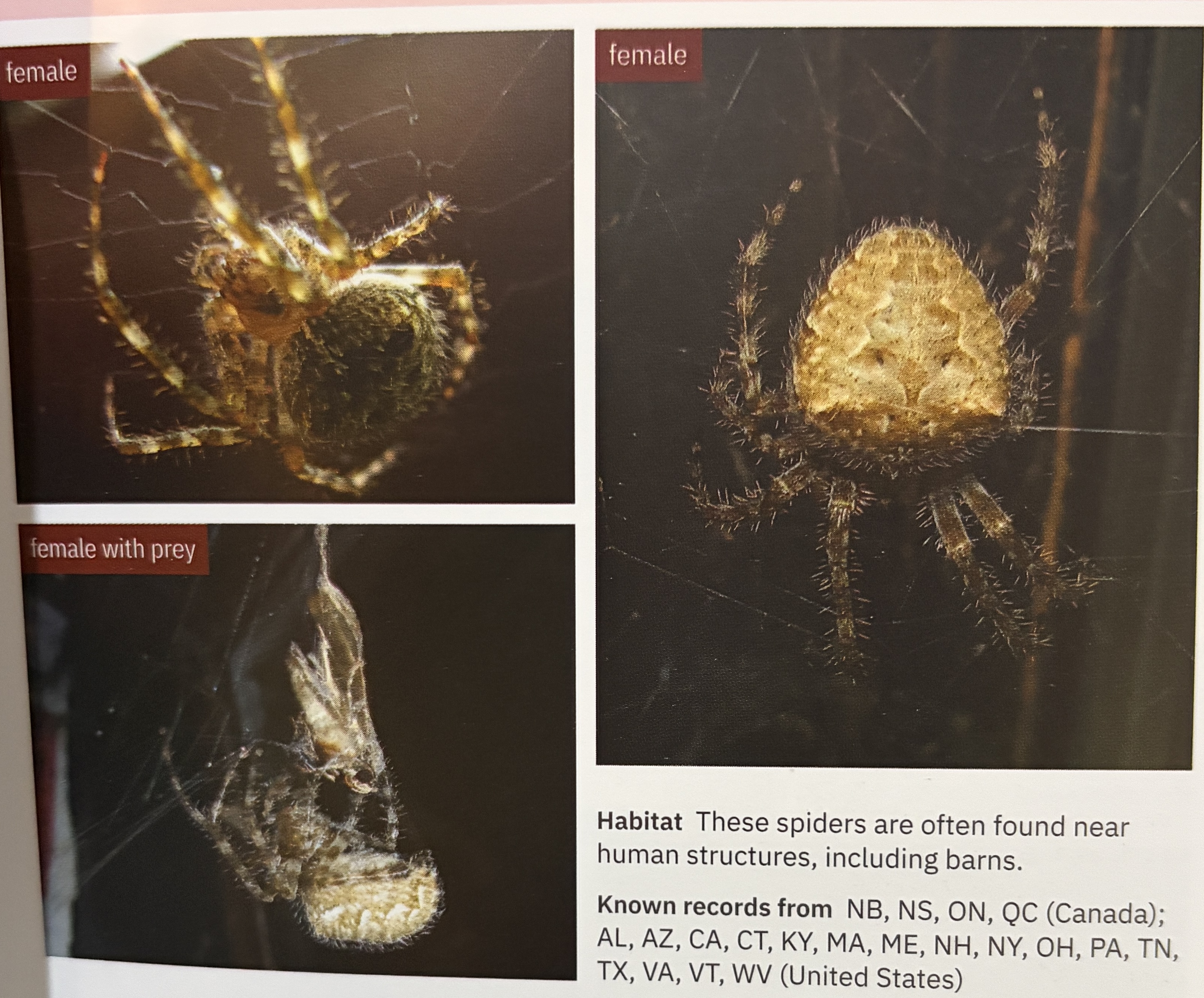 <p>Araneus cavaticus - “barn orbweaver”</p><p>family: Araneidae</p>