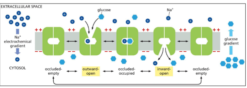 <p>Na+ down its electrochemical gradient provides energy to move glucose against concentration gradient</p><ul><li><p>random oscillations between conformations</p></li><li><p><span style="color: rgb(209, 255, 0);">BUT conformational changes only happen if both sites occupied (cooperative binding) or both sites empty</span></p><ul><li><p>occluded-empty or occluded-occupied</p></li><li><p>then open up again randomly</p></li></ul></li></ul><p>.</p><p>Sits open with Na+ until glucose binds</p><ul><li><p>if open to the other side, sodium and glucose released</p></li></ul><p></p>