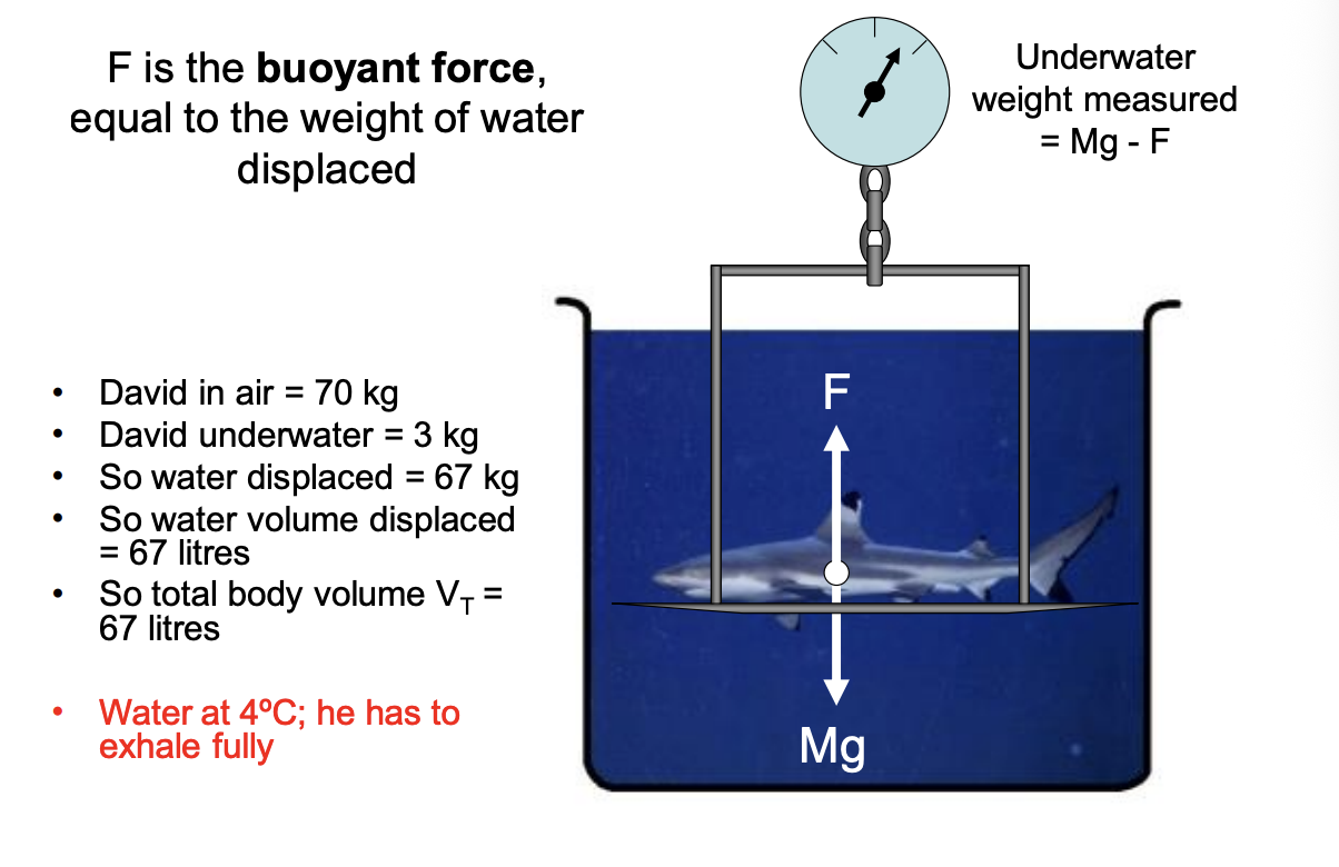 <ol><li><p>Note that different body tissues have different densities</p><ol><li><p>Fatty tissue: 0.9 gcm-3</p></li><li><p>non-fatty→ 1.1 gcm-3 (desnser than water)</p></li></ol></li><li><p>Weight underwater is equal to normal g force - buyoant force F upwards</p></li><li><p>F= the weight of water displaced by the body</p></li><li><p>correction must be made for residual lung volume</p></li><li><p>must be in 4 degree water (for desnsity of water to be 1 gcm-3) but can just use different density for different temp</p></li></ol><p></p>