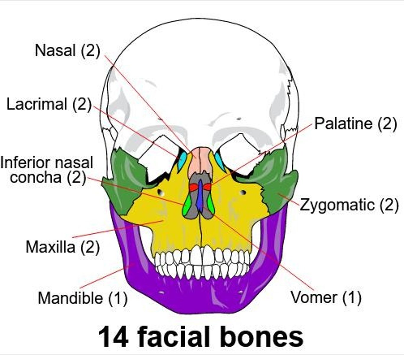 <p>14 bones.</p>
