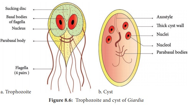 <p>Troph flagella arise from basal body, cytostome (mouth), undulating membrane. Cyst has axostyle. Both have parabasal bodies</p>