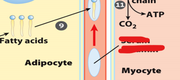 <p>Once free fatty acids are released from adipocytes, they must be transported through the bloodstream to target tissues. However, due to their hydrophobic nature, they cannot travel freely in the aqueous environment of blood.</p><p>What do they do to mitigate this problem</p>