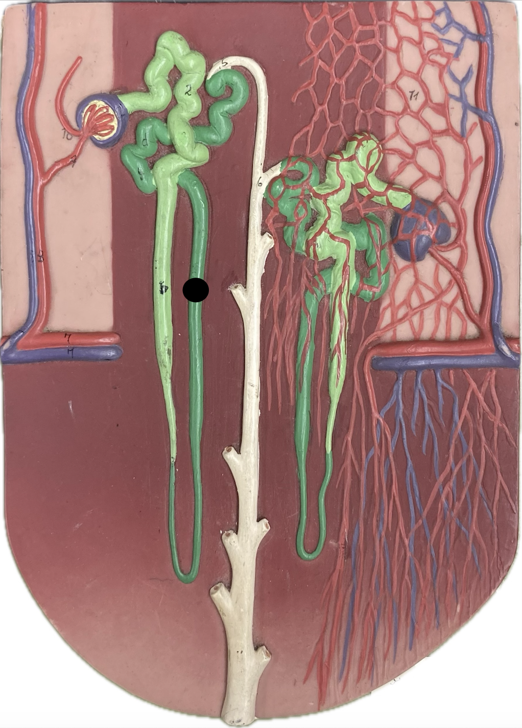 <p>Loop of Henle: </p>