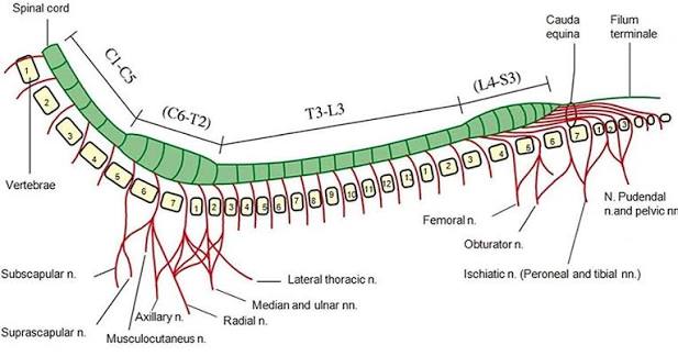 <p>At what vertebral level does the canine spinal cord typically end?</p>