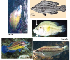 <p>Peacock wrasse</p>