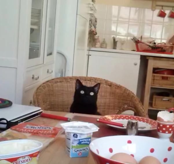 <p>Was macht die schwarze Katze?</p>