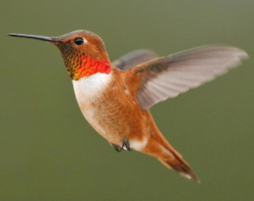 <p>Species, family, order?</p>