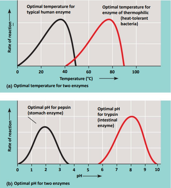<p>Each enzyme has an optimal temperature and pH in which it can function</p><ul><li><p>Wrong temperature/pH can denature the protein, changing its shape and function</p></li></ul><p></p>