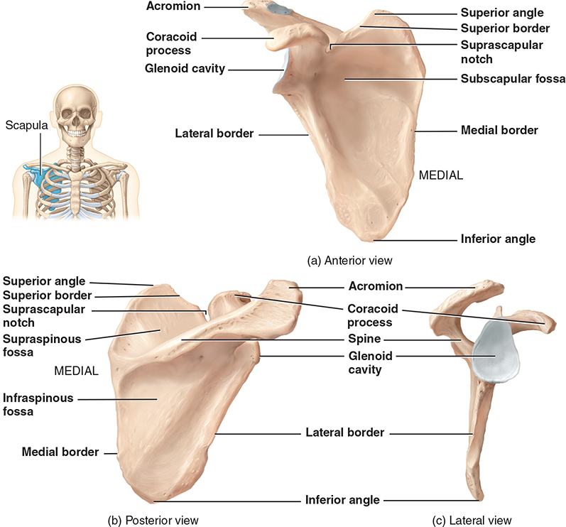 <p>scapula </p>