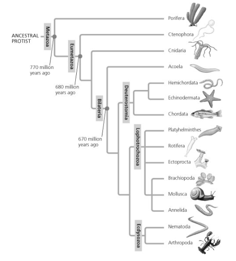 <p><span>Based on the tree shown, which statement is false?</span></p>