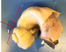 <ol><li><p>identify Kingdom, Phylum, Class, Informal Group, Genus</p></li><li><p>identify the area in red</p></li></ol><p></p>