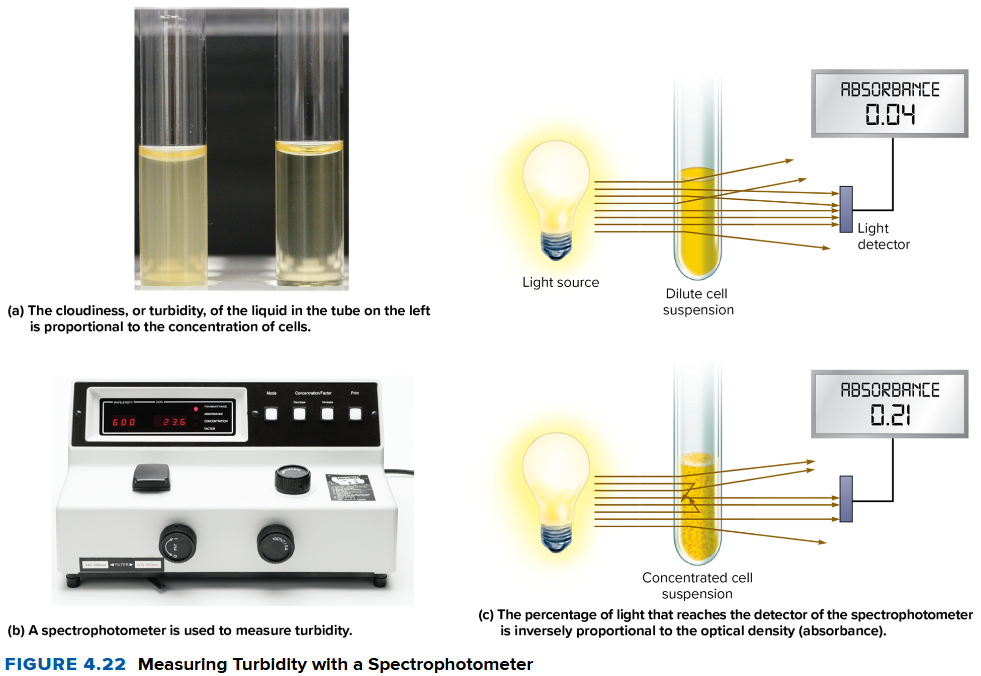 <p>measures biomass</p><ul><li><p>turbidity (cloudiness)</p><ul><li><p>measured with spectrophotometer (absorbance)</p></li><li><p>proportional to concentration of cells </p></li></ul></li></ul><p></p>