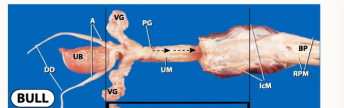 <p>What can we identify in this bull sample</p>