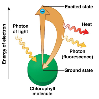 <ul><li><p>When a pigment molecule absorbs a photon, an electron jumps to an energy level farther from the nucleus</p><ul><li><p>Raised from a stable ground state to an unstable excited state</p></li></ul></li><li><p>The excited electron drops back down to its ground state and releases energy in the form of heat and sometimes light (<strong>fluorescence</strong>)</p></li></ul><p></p>