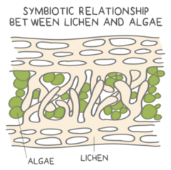 <p>algae; cyanobacteria</p>