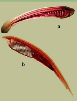 <p>lancelet vs ammocoete</p>