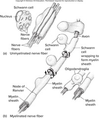 <p>Thick, whitish, fatty material wrapped around some axons that helps to insulate them.</p>