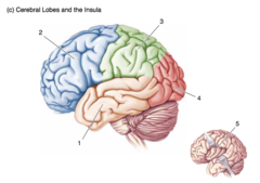 <p>The lateral surface of the brain.</p><p>Cereblal lobes and the insula.</p><p>2</p>