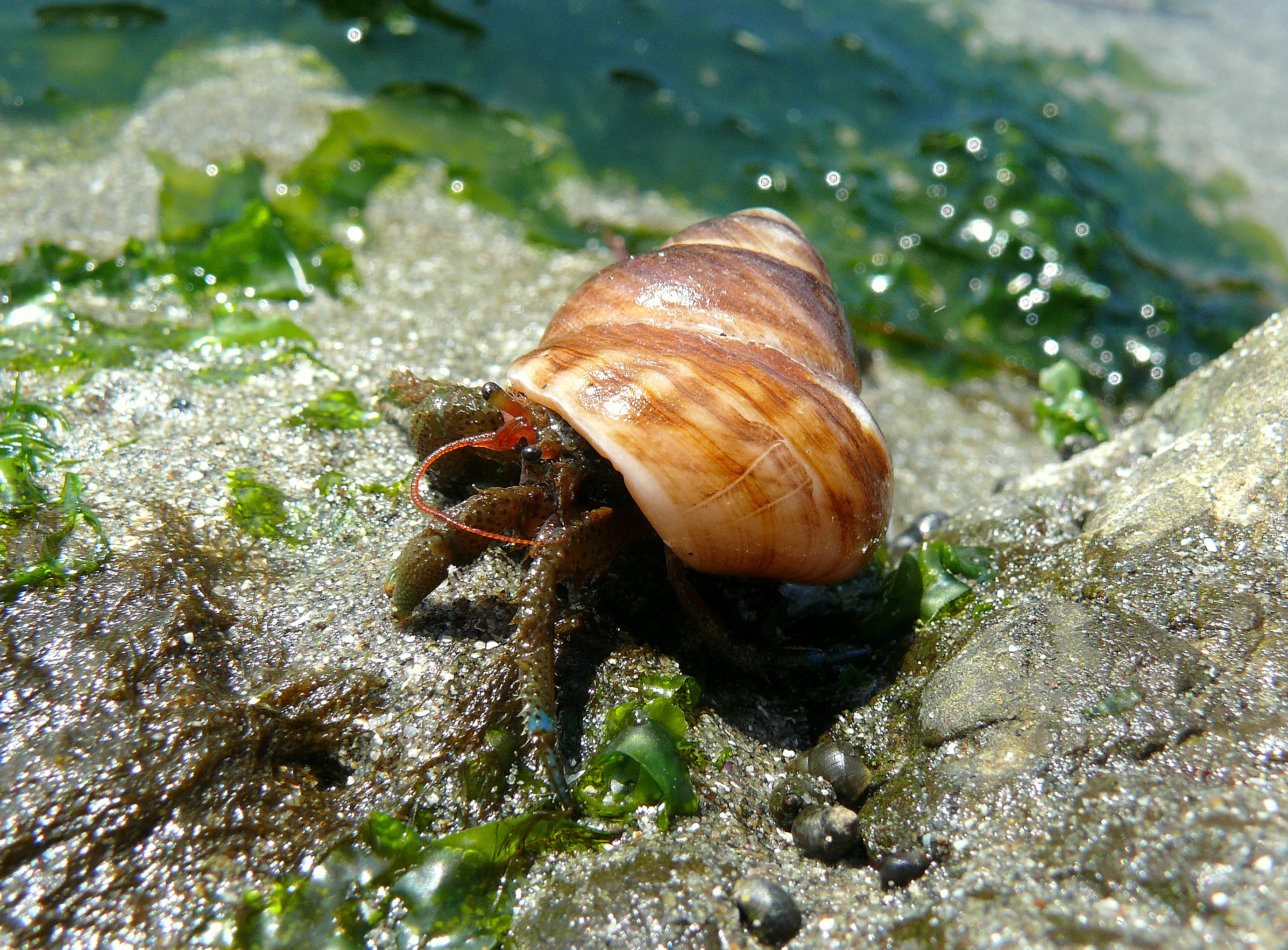 <p>Blueband Hermit Crab</p>
