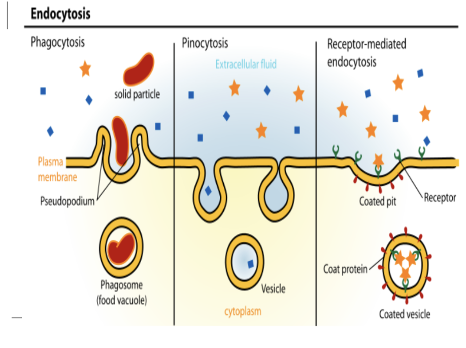 <p>phagocytosis, pinocytosis, RM endocytosis</p>